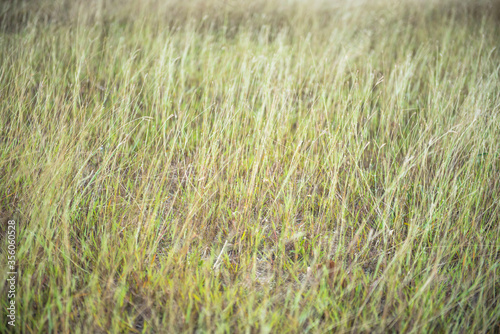 Grass ( blur )