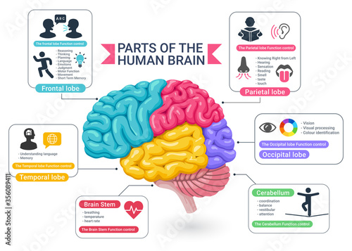 Functional areas of the human brain diagram vector illustrations.