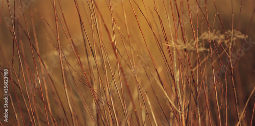 Abstract autumn theme background with yellow dry grass.