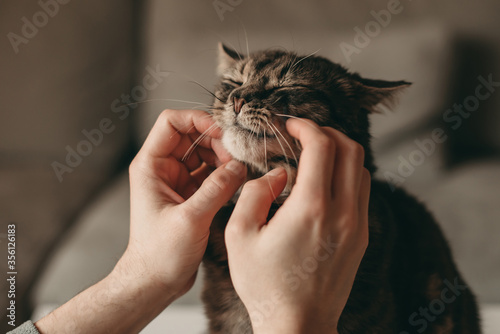 The man scratches the cat's face. Pet, caresses, caresses at home.