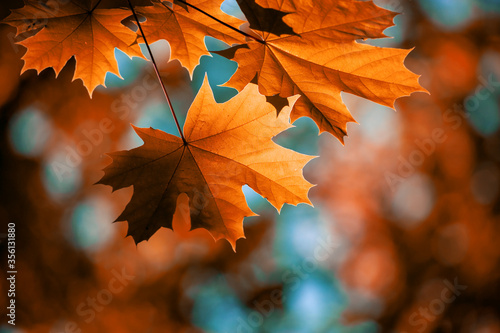 Red maple leaves on the branches