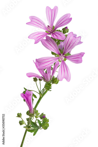 Mallow (Malva Sylvestris)