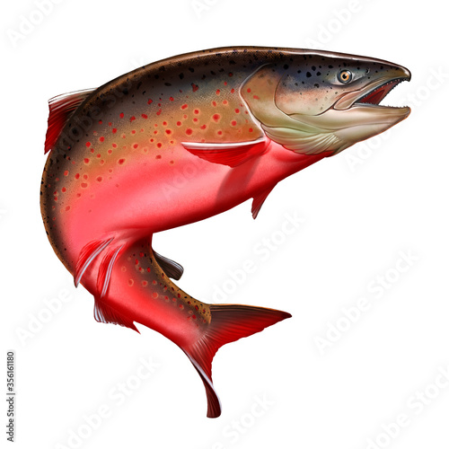 Atlantic salmon or pink salmon on a white background. Brown trout.