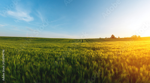 large agricultural field of green barley in the evening at sunset