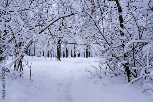 A path in a snowy, fabulous, forest after heavy snowfall.