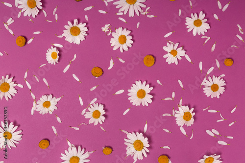 flower background with chamomile flowers on a pink background