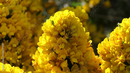 Gorse Whin in full bloom with Yellow leaf Ireland