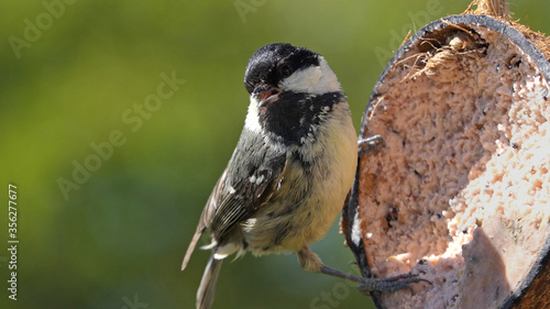 Coal Tit feeding from a Coconut suet shell at bird table