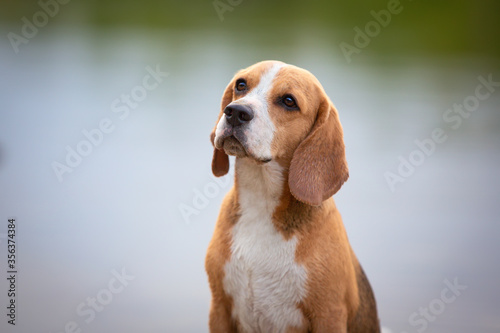 beagle dog portrait outdoor in summer