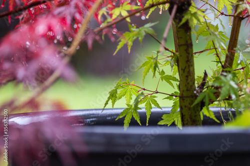 Japanese maple Acer Palmatum potted plant leaves close up detail shot shallow depth of field