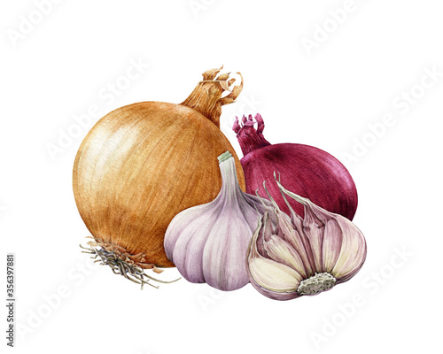 Onion golden and red bulb with garlic watercolor illustration. Realistic vegetable roots hand drawn image. Organic fresh onion and garlic close up group. Natural vegan raw bulbs on white background