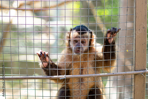 Capuchin monkey in cage at zoo.