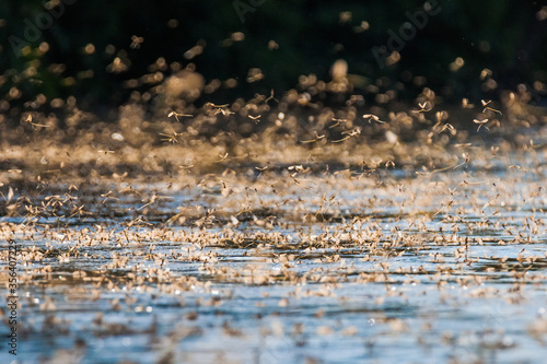 Annual swarm of long-tailed mayfly on Tisza river in Serbia.