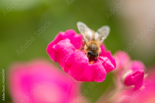 Honigbiene auf Rosenblüte, eintauchen in Pollen und süße Pflanzensäfte, Makroaufnahme.