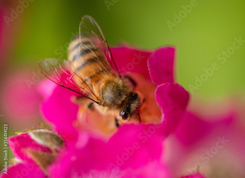 Honigbiene auf Rosenblüte, eintauchen in Pollen und süße Pflanzensäfte, Makroaufnahme.