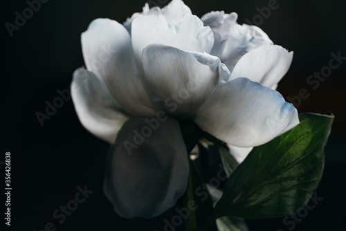 Close up view of blue and white peony isolated on black