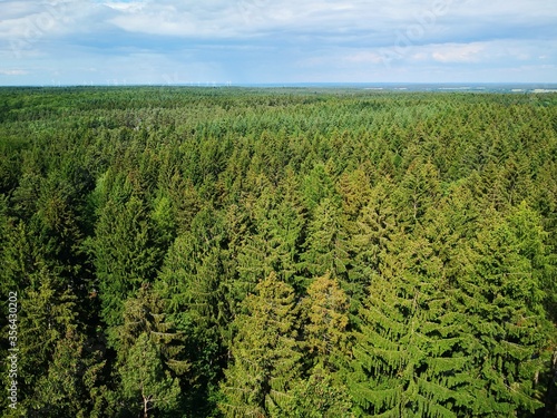 coniferous forest seen from aerial point of view