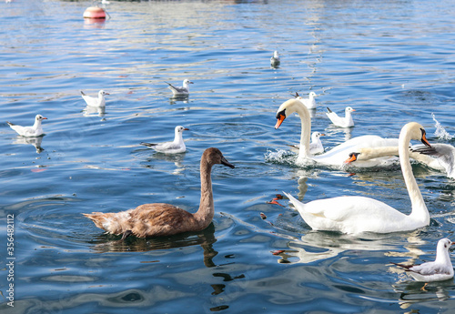 Ugly duckling, young swan swimming on Zurich Lake, October 2019.