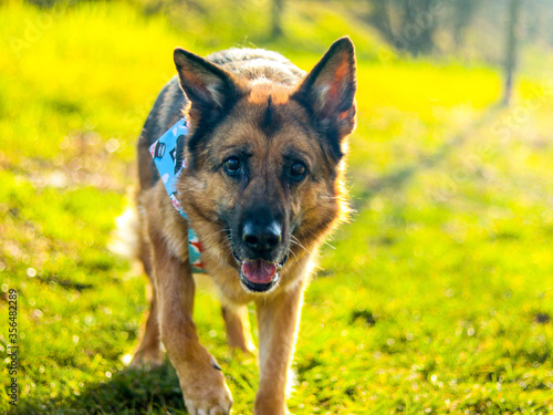 Friendly looking German Shepherd dog at bright green grass on a sunny day.
