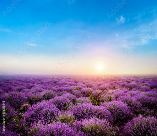 Lavender field at sunset in Moldova. Clear blue sky and sun. Wallpaper for background.