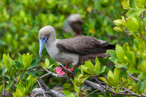 Red-footed booby in its habitat