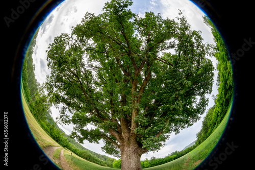 old centenary oak tree