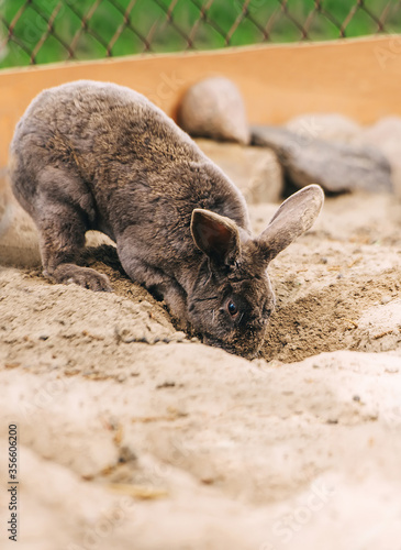 Rabbit digging a hole, making a tunnel.