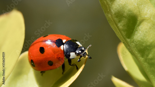 Ladybug on a green leaf, detailed macro photo
