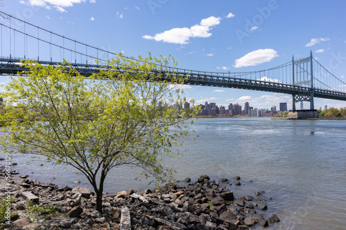 Green Tree next to The Triborough Bridge connecting Astoria Queens New York to Wards and Randall's Island over the East River during Spring