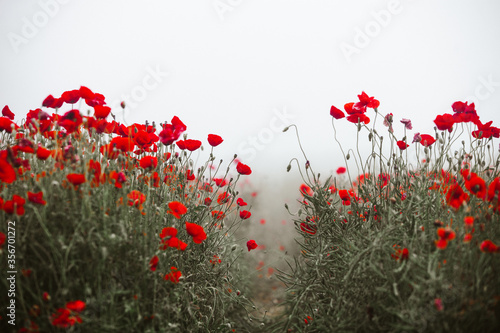 Beautiful field of red poppies in the sunset light. close up of red poppy flowers in a field. Red flowers background. Beautiful nature. Landscape. Romantic red flowers.