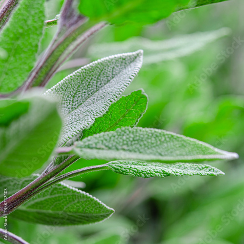 Medicinal herbs. Unconventional medicine. Leaves of medicinal sage