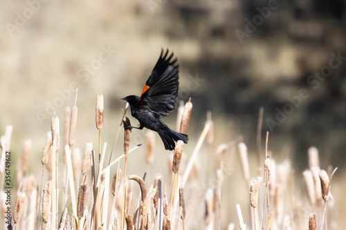 Redwing Blackbirds