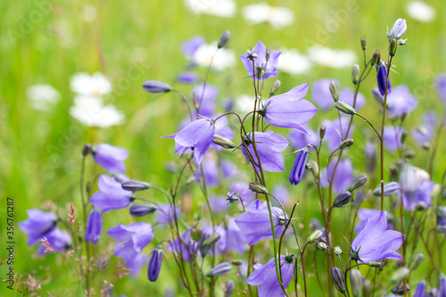 bellflowers or campanula soft summer background