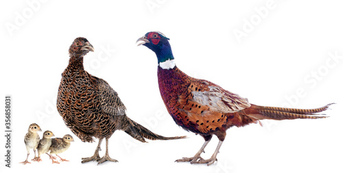 European Common Pheasants