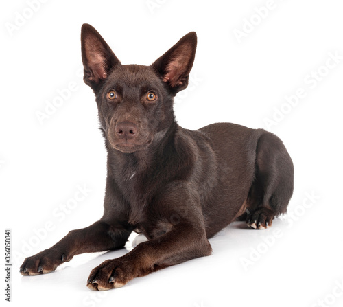 Australian Kelpie in studio