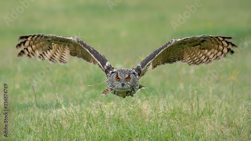 A beautiful, huge European Eagle Owl (Bubo bubo) flying low over fields in the Netherlands. Flying straight to the camera.