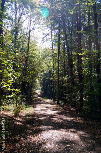 Angenehmer Wald-Wanderweg in schönem Licht