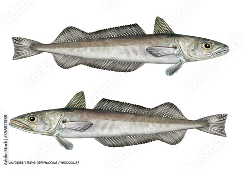 illustrazione realistica di merluzzo (european hake, merluccius merluccius)