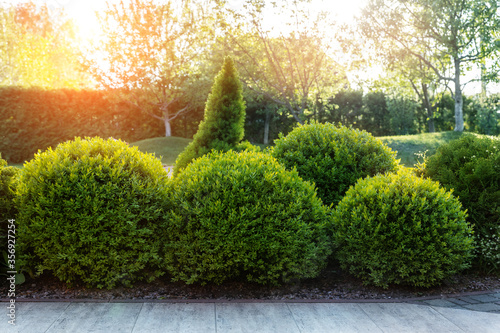 Generic green fresh round spheric boxwood bushes wall with warm summer sunset light on background at ornamental english garden at yard. Early autumn green natural landscape park background