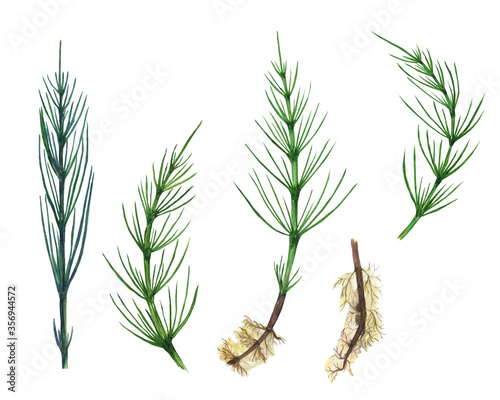 Horsetail field set isolated on white background. Watercolor hand drawn illustration Equisetum. Perfect for medical and cosmetic herb design. Clip art.