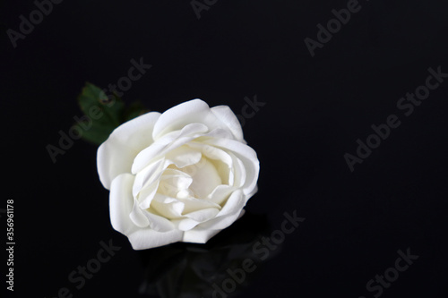 Flower of white rose on black glass background