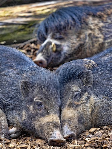 A group of rare Visayan warty pigs, Sus cebifrons negrinus, resting on the ground