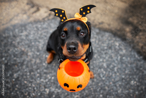 funny rottweiler dog trick or treating