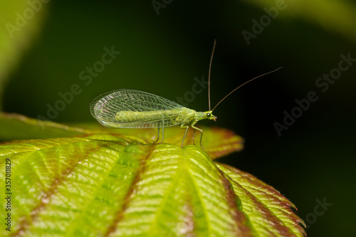 Сommon green lacewing (Chrysoperla carnea) on a leaf. Place for text.