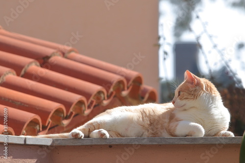 Gato en reposo con fondo de tejados