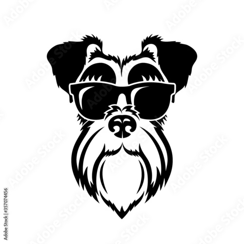 black and white schnauzer dog wearing sunglasses - vector illustration