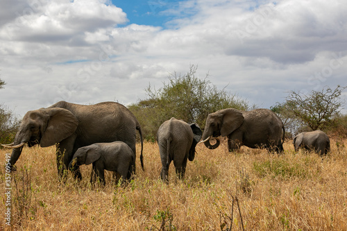 タンザニア・タランギーレ国立公園で見かけたアフリカ象の群れと空の雲