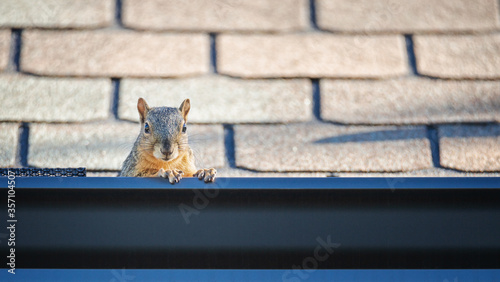 Squirrel peeking out from the gutter edge on the roof