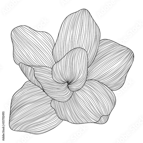 Abstract hand drawn floral line arts on white background vector illustration.