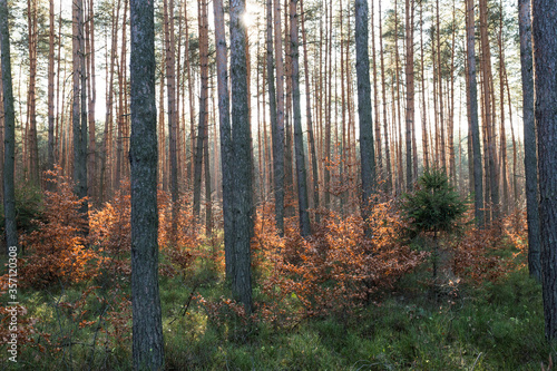 Jesienny piękny las. Park Krajobrazowy Cysterskie Kompozycje Krajobrazowe Rud Wielkich